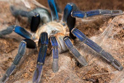 13 Facts About Cobalt Blue Tarantula