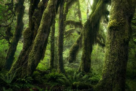 Mossy Western Hemlock Trees From Inside Olympic National Park Forest