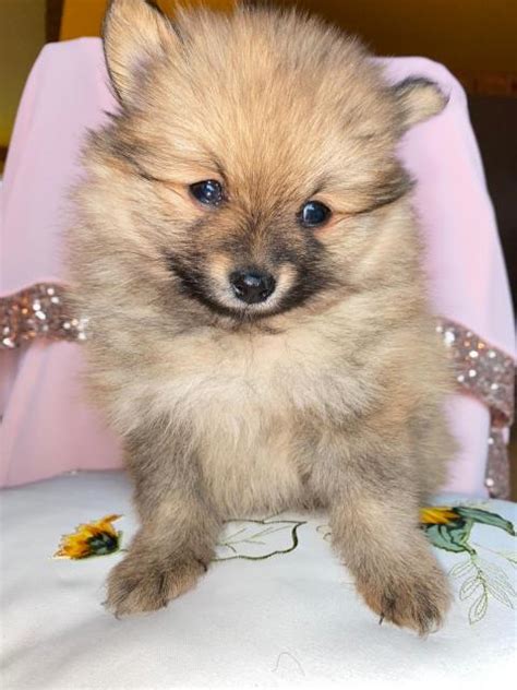 Wundersch Ne Zwergspitz Pomeranian Welpen Aus Topverpaarung In