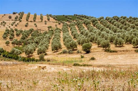 El Gobierno De Marruecos Restringe Las Exportaciones De Aceite De Oliva