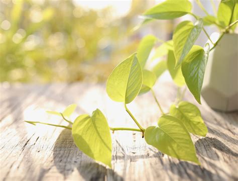 Why Your Pothos Leaves Are Turning Yellow