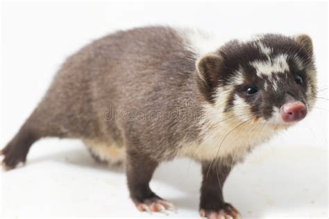 The Javan Ferret Badger Melogale Orientalis Is A Mustelid Endemic To