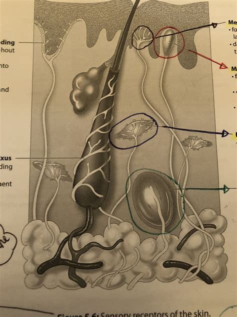 Sensory Receptors Of The Skin Diagram Quizlet