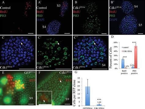 Different Cell Cycle Modifications Repress Apoptosis At Different Steps