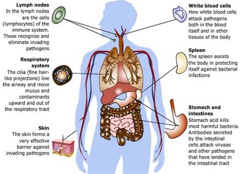 Immune system graphics | Health24