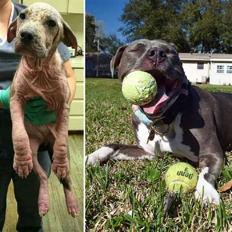 Abandon Dogs Almost Starving Rescue Dogs Undergoes ‘miracle