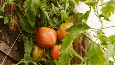 L Gumes Planter Fin Juin Pour Des R Coltes Abondantes Au Potager