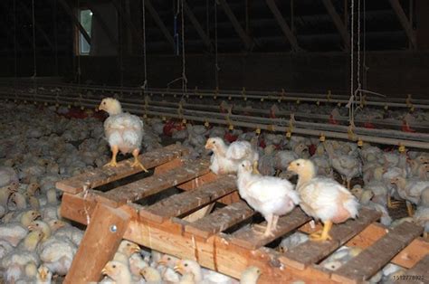 Comparing the welfare of different broiler breeds | WATTAgNet | WATTPoultry