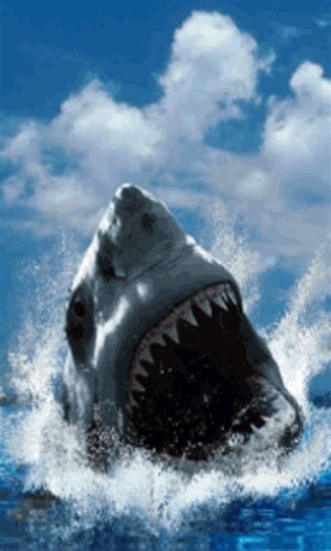 Shark Screensavers and Wallpaper - WallpaperSafari