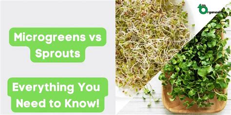 Microgreens vs Sprouts: Are They Same? | Organealthy