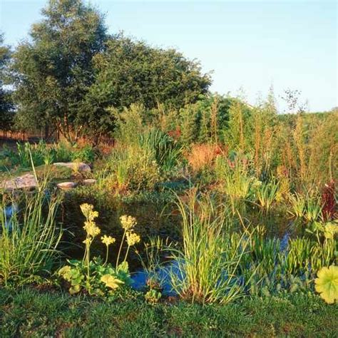 How To Make A Bog Garden For Wildlife Discover Wildlife Bog Garden