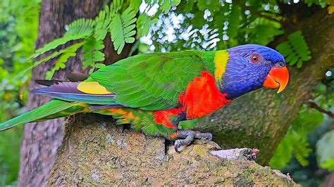 Rainbow Lorikeet Natural Sounds - YouTube