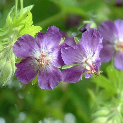 Geranium phaeum 'Lily Lovell' - Dorset Perennials