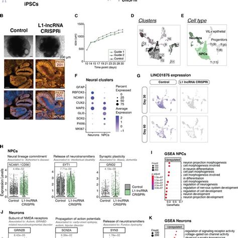 Silencing Of L1 LncRNA In Cerebral Organoids Indicates It Has A Role In