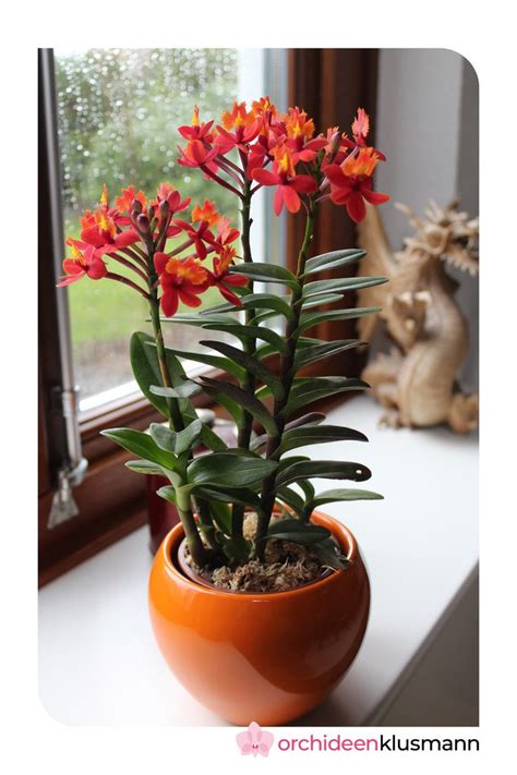 Epidendrum Nordic Fire Dauerbl Her Mit Roter Bl Te Und Stielen