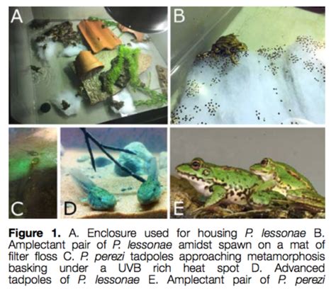 Zoology Jottings: Captive breeding of water frogs