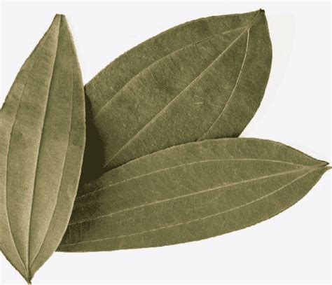 Bay Leaf, Indian (Tej Patta) 1/2 oz - Spice Station