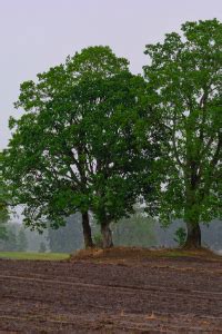 Illinois State Tree – 50States.com