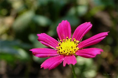 Фото природа, макро, цветы, красота, квіти, цветок, фотки, цветочки ...