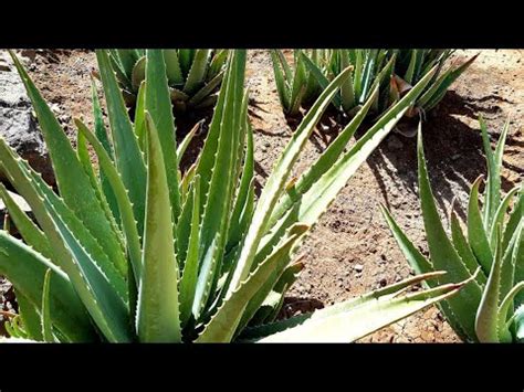 ALOEVERA AVI BELGESEL TADINDA YouTube