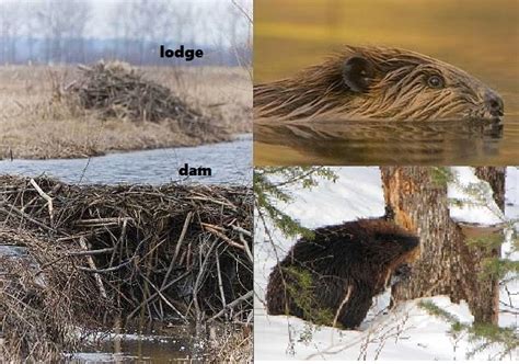 Beaver Facts - Animal Facts Encyclopedia