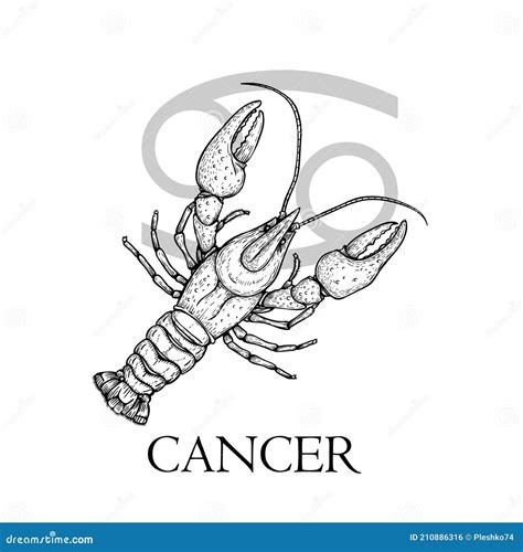 Hand Drawn Cancer Zodiac Symbol In Vintage Gravure Or Sketch Style