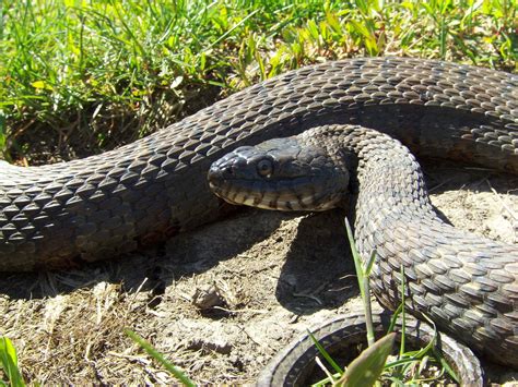 Iowa Reptiles: Water Snake on a cool day!