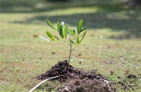 How to Get Rid of Tree Saplings in Lawn?