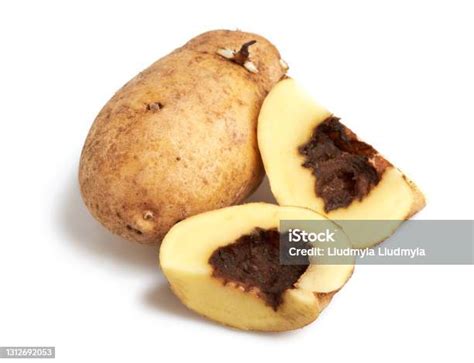 Blackleg Of Potato Disease Is Caused By Pectobacterium Bacteria Or It Is Also Called Dickeya