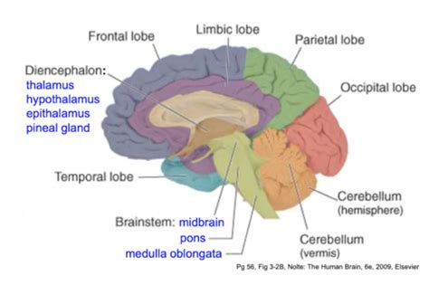 Lecture A Brainstem Flashcards Quizlet