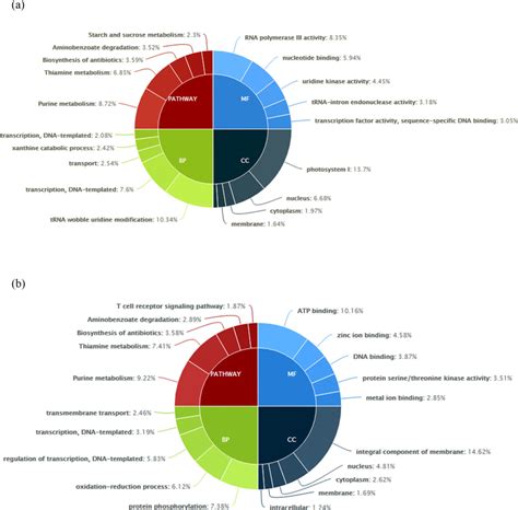 Classification Of Top Five Gene Ontology Go Categories Of Annotated