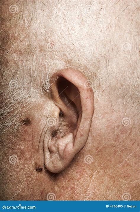 Elderly Man S Ear Stock Image Image Of Elder Human Close 4746485