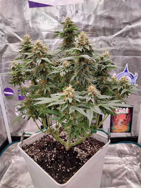 Poda Apical Cu Ndo Y C Mo Blog Buddha Seeds