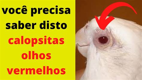 Calopsita Olho Inchado E Vermelho Sua Calopsita Tem Os Olhos