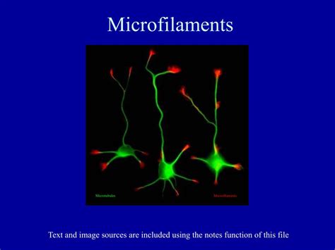 PPT - Microfilaments PowerPoint Presentation, free download - ID:1281171