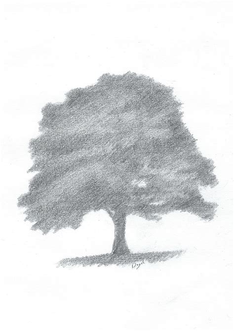 Beech Tree Drawing Number Three Painting by Alan Daysh