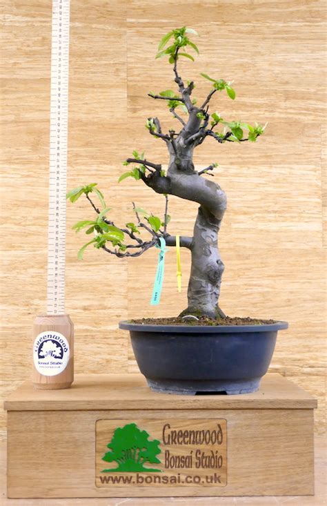 Chinese Quince Bonsai Greenwood Bonsai Studio