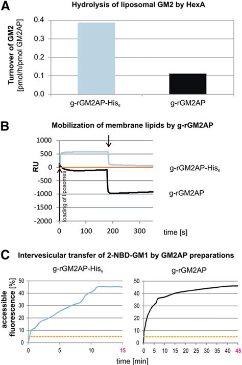 Figure 4 From Membrane Lipids Regulate Ganglioside Gm2 Catabolism And