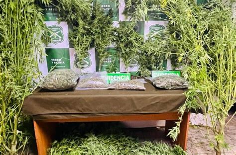 En Valdivia Carabineros Logró Incautar Más De Una Decena De Plantas De