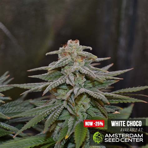 White Choco from Amsterdam Genetics - Grow Reports