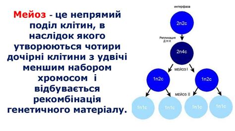 Мейоз. Хромосоми - презентация онлайн