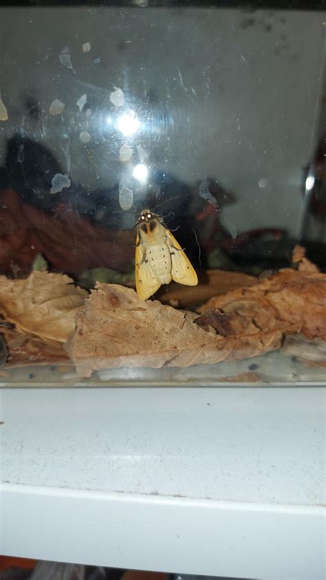 I think my caterpillar became a moth too soon? : r/whatsthisbug