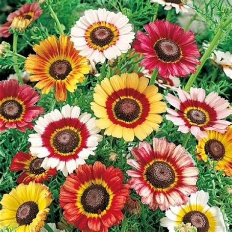 Painted Daisy Mum 40 seeds Chrysanthemum carinatum | Etsy