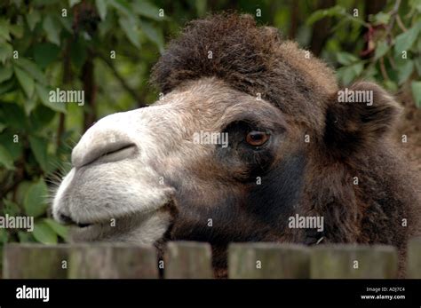 Two Hump Camel Zoo Hi Res Stock Photography And Images Alamy