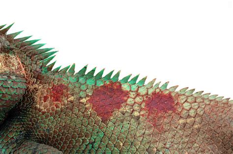Lizard Skin Stock Photos, Pictures & Royalty-Free Images - iStock