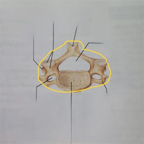 A P 1 Pro 2 Bones Of The Cervical Thoracic And Lumbar Spine