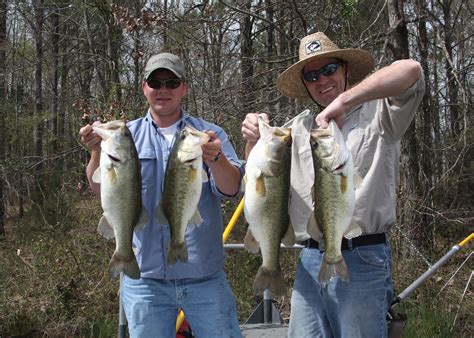 Select Largemouth Bass Genetics For Your Pond Mississippi State