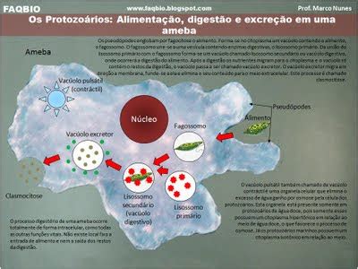 FAQBIO Apoio ao Estudo de Biologia Ficha Resumo Alimentação