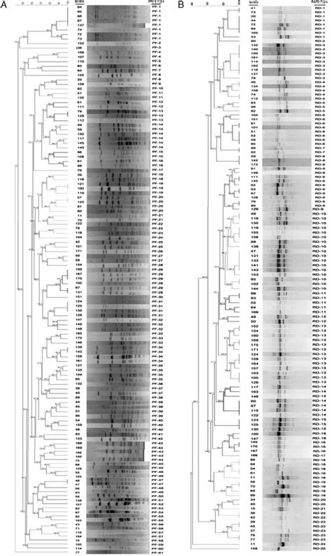 Dendrogram Of Pulsed Field Gel Electrophoresis PFGE A And Random