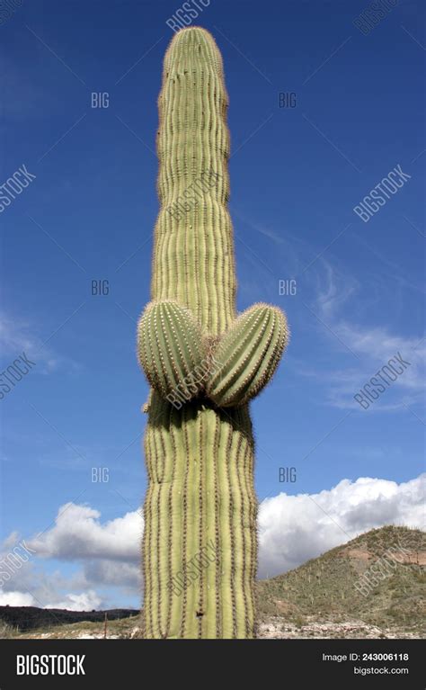 Saguaro Cactus Arizona Image & Photo (Free Trial) | Bigstock